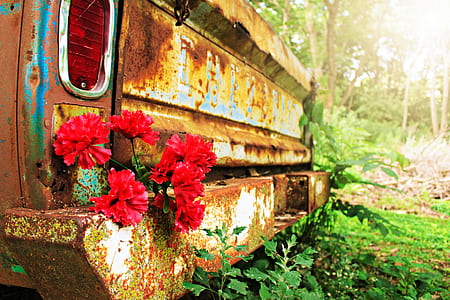 red carnation flowers on brown car