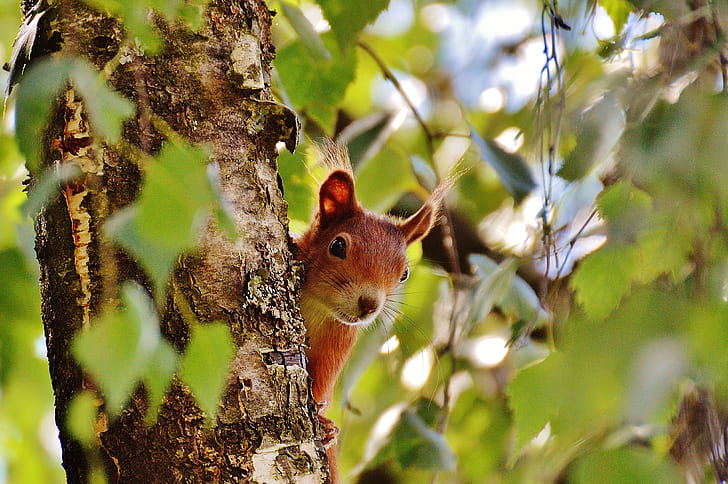 selective focus photo of squirrel on tree