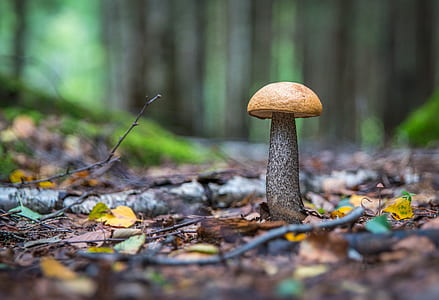 magic mushroom photo