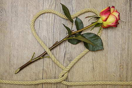 yellow and red rose flower with brown rope