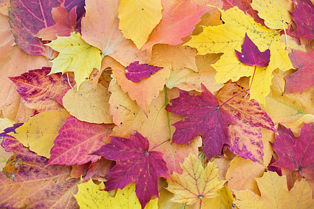 closeup photography of purple and yellow maple leaf lot