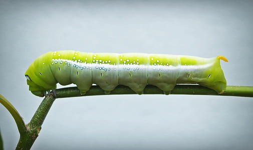 green and white caterpillar on green stem