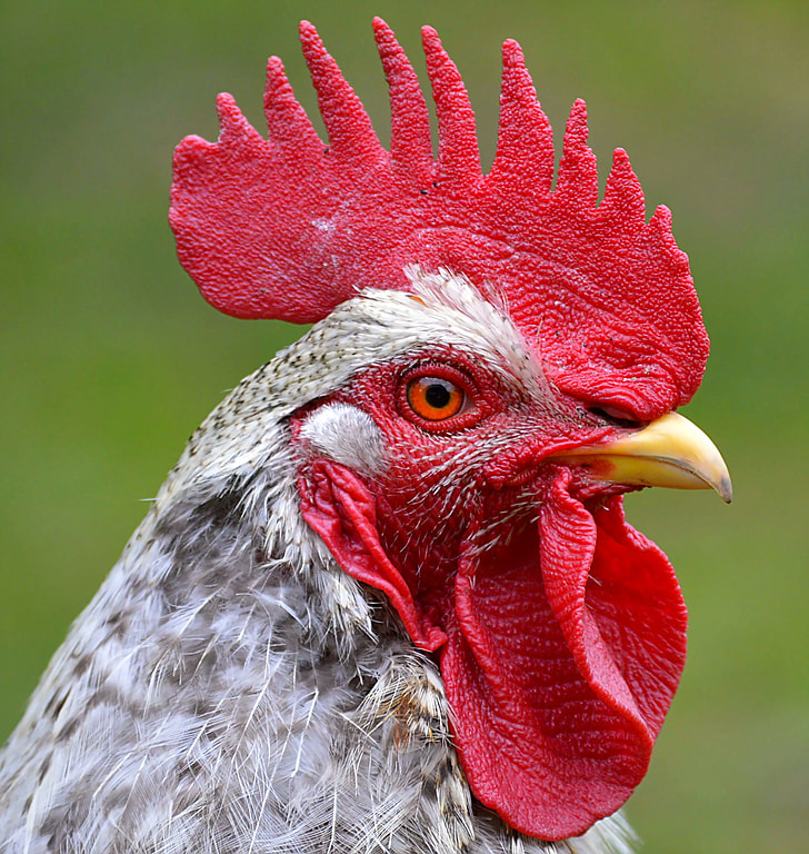 closeup photo of gray chicken