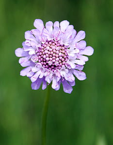 closeup photography of purple petaled flower in bloom