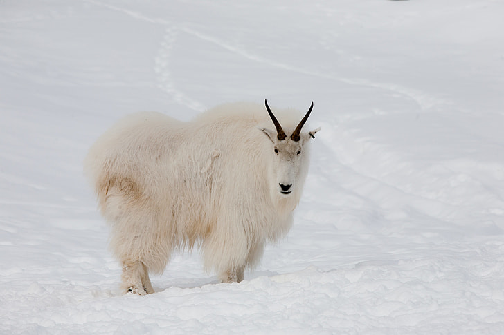 Royalty-Free photo: White mountain ram on snow capped ground | PickPik