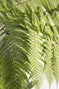 low angle photography green fern plant leaves at daytime