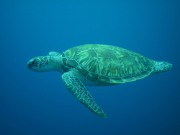 swimming brown and green turtle