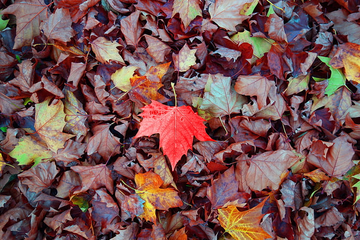 photo of dried maple leaves