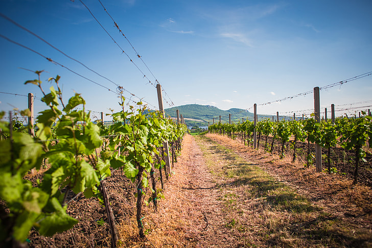 Vineyards and Palava hills, Czech Republic