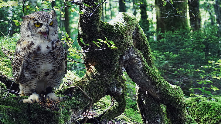 grey owl near green covered grass wooden tree