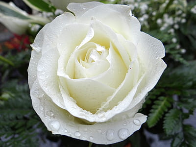 close view of white rose with dew drops
