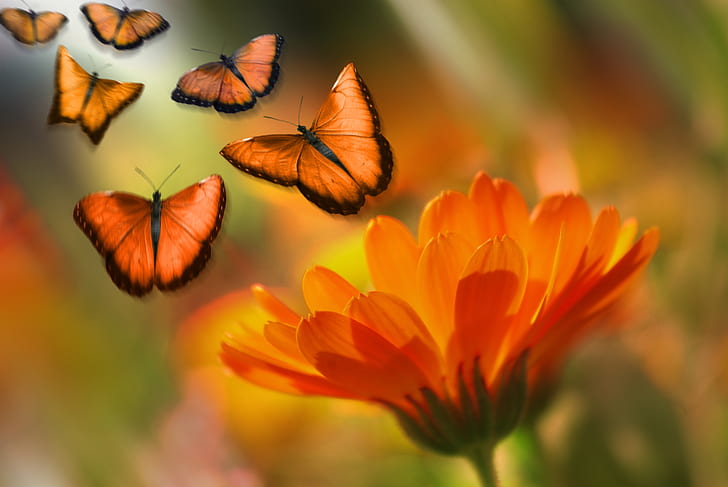 shallow focus on orange flower with butterflies
