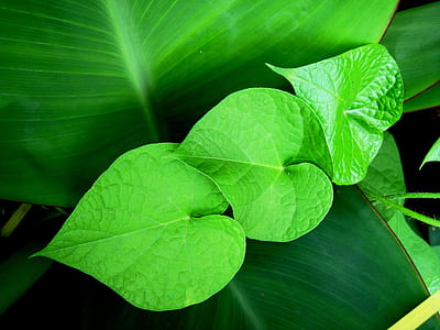 shallow focus of green leaves photography