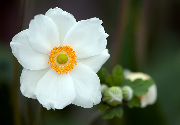 white anemone poppy selective-focus photo
