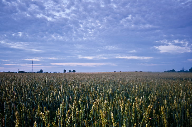 Corn field before night