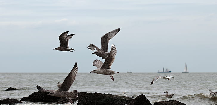 photo of flying seagulls near body water