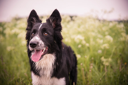 adult black and white Border Collie standing on green grass