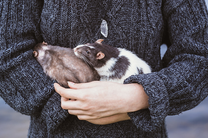 photo of person holding two brown and black-and-white mice