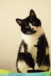short-coated white and black cat
