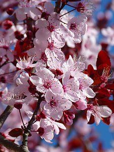 selective focus photography of pink blossoms