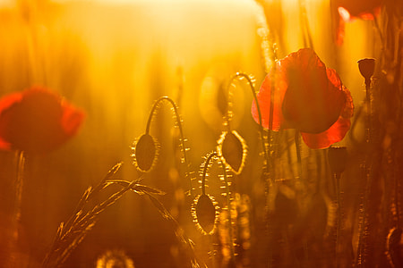 red poppies in bloom at sunset