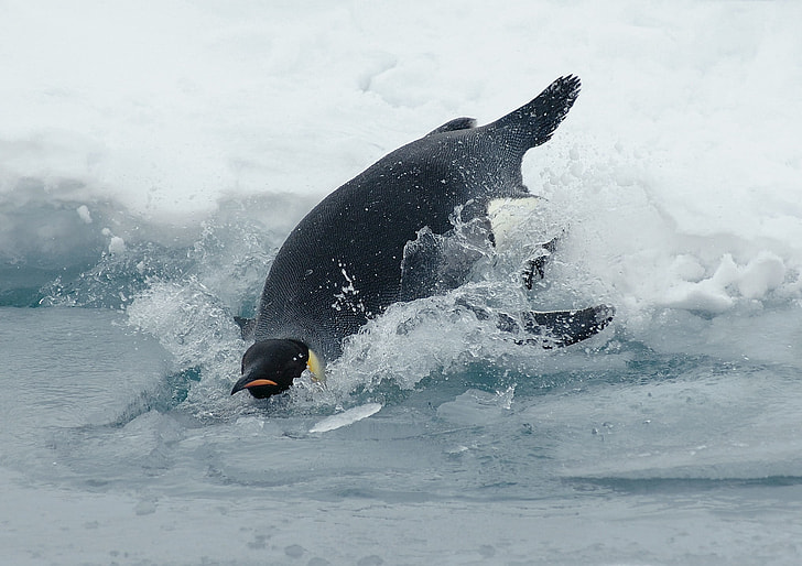 photo of penguin near body of water