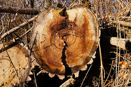 cutted wood log