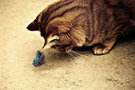 brown tabby cat looking at blue butterfly