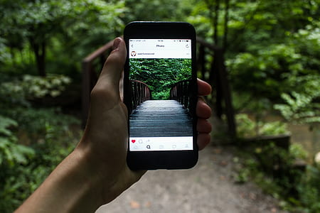 person holding smartphone showing bridge near trees