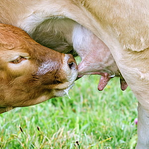cow sips milk on udder