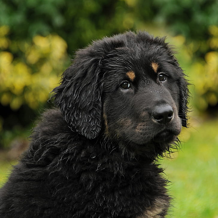 selective focus photography of black and tan Tibetan mastiff puppy