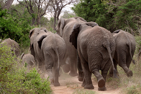 group of elephant walking on forest