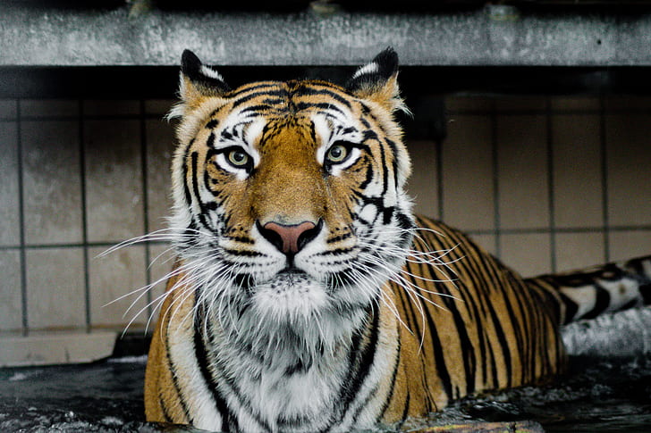 Royalty-Free photo: Closeup photo of tiger - PickPik