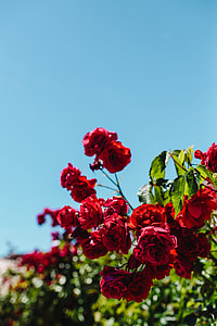 Roses of Bulgaria