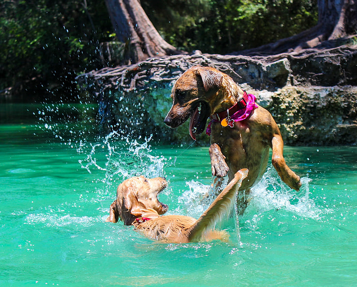 two short-coated brown dogs playing on water during daytime