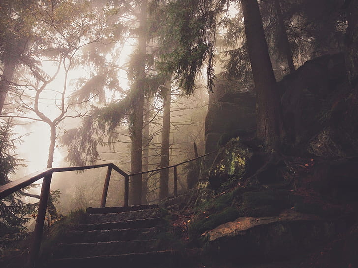 gray concrete stairs surrounded by fogs and pine trees