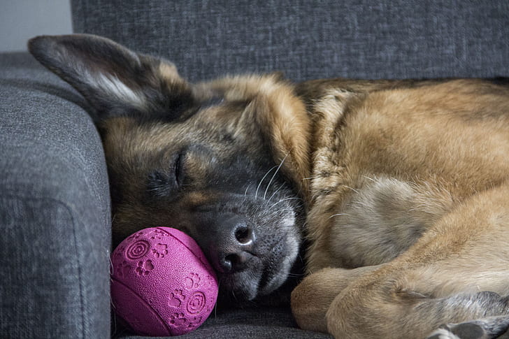 sleeping adult German shepherd at the sofa near pet ball toy
