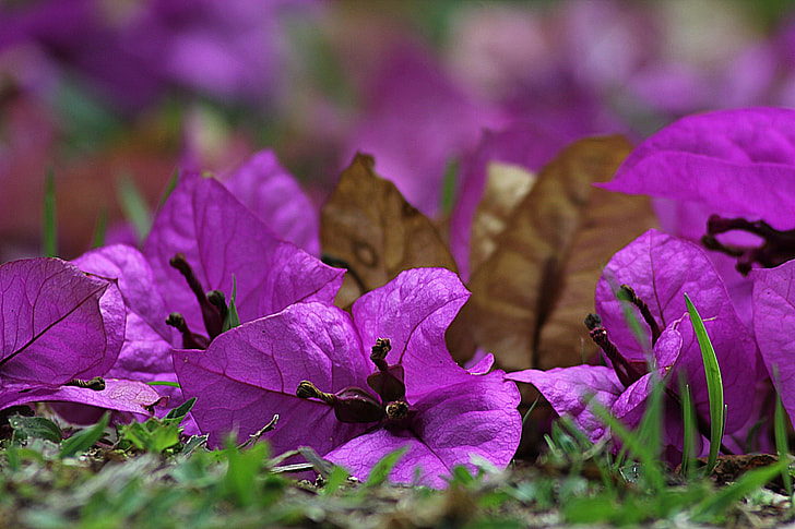 purple bougainvillea in shallow focus photography