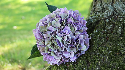 purple and green flowers on tree trunk