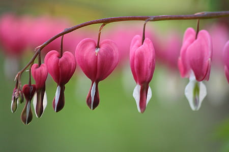closeup photography of pink bleeding heart flower
