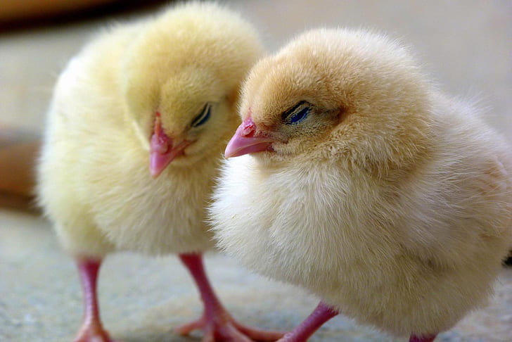 closeup photo of two chicks