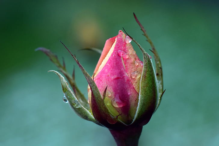 selective focus photography of pink rose bud