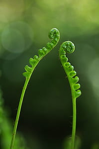 Closeup Photography of Green Fern Palnt