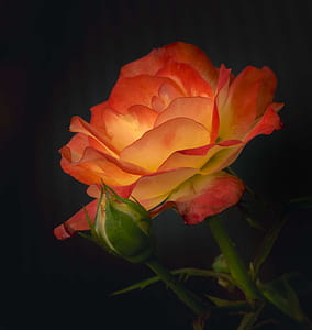orange and white rose flower