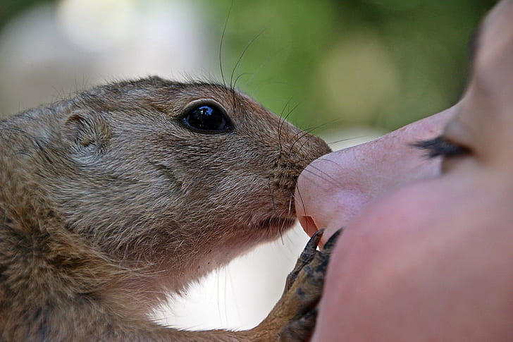 brown squirrel kissing person