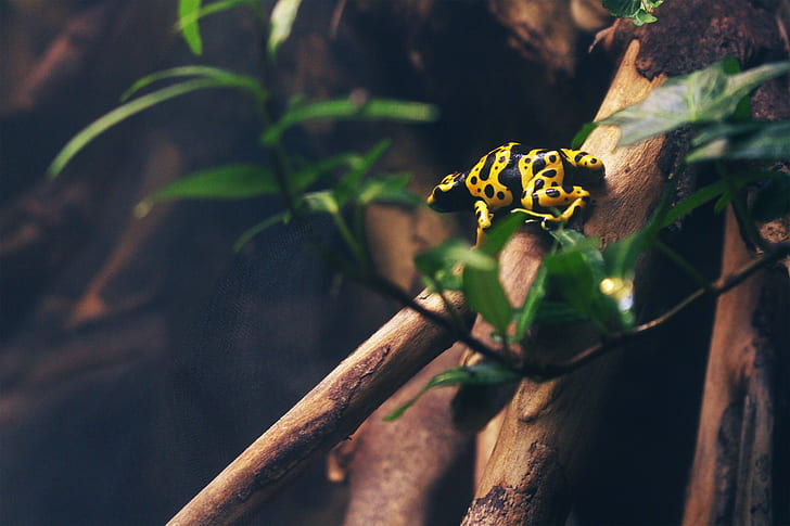 photographed of yellow and black animal on brown branch