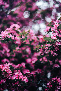Lovely pink flowers blooming from the tree branches