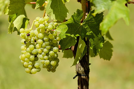 white grapes on brown stick