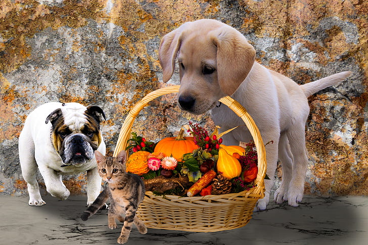 English bulldog standing near yellow Labrador retriever puppy carrying basket with vegetables and tabby kitten