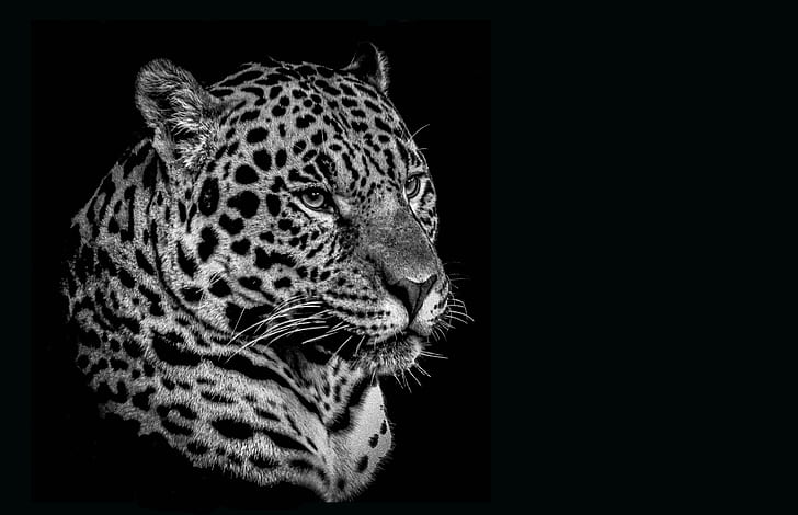 greyscale photo of leopard head with black background